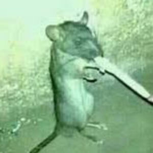 Meet your Posher, Sophie